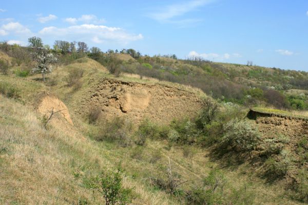 Přívlaky, 17.4.2007
Step na erodovaných svazích východně od obce Přívlaky. Biodiverzita této členité krajiny je ohromující.
Klíčová slova: Přívlaky Cardiophorus erichsoni Limonius poneli