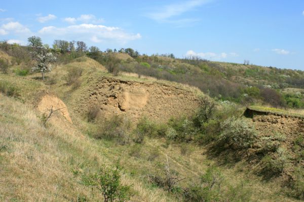 Přívlaky, 17.4.2007
Step na erodovaných svazích východně od obce Přívlaky. Biodiverzita této členité krajiny je ohromující.
Mots-clés: Přívlaky Cardiophorus erichsoni Limonius poneli