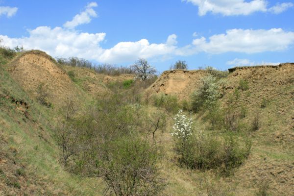 Přívlaky, 17.4.2007
Erodované svahy na stepi východně od obce Přívlaky.
Klíčová slova: Přívlaky Cardiophorus erichsoni Limonius poneli