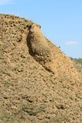 Přívlaky, 17.4.2007
Erodovaný svah na stepi východně od obce Přívlaky.
Klíčová slova: Přívlaky