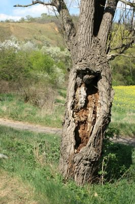 Přívlaky, 17.4.2007
Topolová alej u břehu Ohře. Pohled na dutinu topolu, osídlenou kovaříky Elater ferrugineus. 
Klíčová slova: Přívlaky Elater ferrugineus