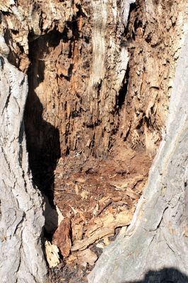 Přívlaky, 17.4.2007
Topolová alej u břehu Ohře. Pohled do dutiny topolu, osídlené kovaříky Elater ferrugineus. 
Klíčová slova: Přívlaky Elater ferrugineus