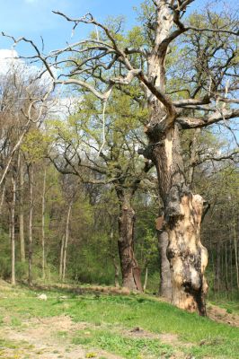 Přívlaky, 17.4.2007
Stroupeček - vedle zbytků budov zámečku je skupina památných stromů - 11 dubů letních a jeden jilm habrolistý. 
Klíčová slova: Přívlaky Stroupeček