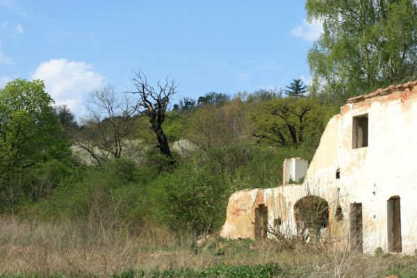 Přívlaky, 17.4.2007
Stroupeček leží přibližně 0,6 km na SZ od Stroupče. První známá zpráva je o něm z roku 1291. V těsné blízkosti je skupina památných stromů - 11 dubů letních a jeden jilm habrolistý. 
Mots-clés: Přívlaky Stroupeček