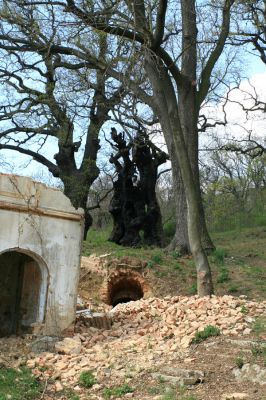 Přívlaky, 17.4.2007
Stroupeček - vedle zbytků budov zámečku je skupina památných stromů - 11 dubů letních a jeden jilm habrolistý. Nejmohutnější dub je 500 let starý a působí velmi impozantně.
Schlüsselwörter: Přívlaky Stroupeček