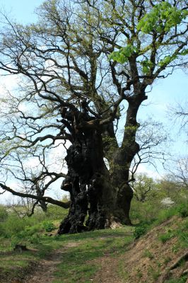 Přívlaky, 17.4.2007
Stroupeček - v těsné blízkosti zbytků budov zámečku je skupina památných stromů - 11 dubů letních a jeden jilm habrolistý. Nejmohutnější dub je 500 let starý a působí velmi impozantně. Na kmenu dubu jsou patrné stopy rozsáhlého požáru, který zničil zámeček 10.12.2003.
Mots-clés: Přívlaky Stroupeček