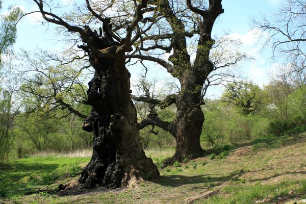 Přívlaky, 17.4.2007
Stroupeček - v těsné blízkosti zbytků budov zámečku je skupina památných stromů - 11 dubů letních a jeden jilm habrolistý. Nejmohutnější dub je 500 let starý a působí velmi impozantně. Na kmenu dubu jsou patrné stopy rozsáhlého požáru, který zničil zámeček 10.12.2003.
Mots-clés: Přívlaky Stroupeček