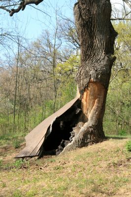 Přívlaky, 17.4.2007
Stroupeček - vedle zbytků budov zámečku je skupina památných stromů. Na kmenu dubu jsou patrné stopy rozsáhlého požáru, který zničil zámeček 10.12.2003.
Klíčová slova: Přívlaky Stroupeček