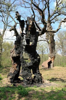 Přívlaky, 17.4.2007
Stroupeček - v těsné blízkosti zbytků budov zámečku je skupina památných stromů - 11 dubů letních a jeden jilm habrolistý. Nejmohutnější dub je 500 let starý a působí velmi impozantně. Na kmenu dubu jsou patrné stopy rozsáhlého požáru, který zničil zámeček 10.12.2003.
Klíčová slova: Přívlaky Stroupeček