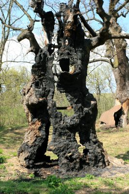 Přívlaky, 17.4.2007
Stroupeček - v těsné blízkosti zbytků budov zámečku je skupina památných stromů - 11 dubů letních a jeden jilm habrolistý. Nejmohutnější dub je 500 let starý a působí velmi impozantně. Na kmenu dubu jsou patrné stopy rozsáhlého požáru, který zničil zámeček 10.12.2003.
Klíčová slova: Přívlaky Stroupeček