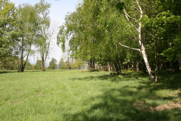 Česká Kamenice, Líska, 12.5.2015
Louky na jižním úpatí vrchu Studenec.
Klíčová slova: Česká Kamenice Líska vrch Studenec Denticollis rubens Ctenicera pectinicornis Agriotes obscurus