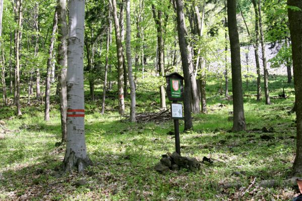 Česká Kamenice, Líska, 12.5.2015
Les na jižním úpatí vrchu Studenec.

Mots-clés: Česká Kamenice Líska vrch Studenec Agriotes acuminatus Athous haemorrhoidalis subfuscus vittatus Dalopius marginatus
