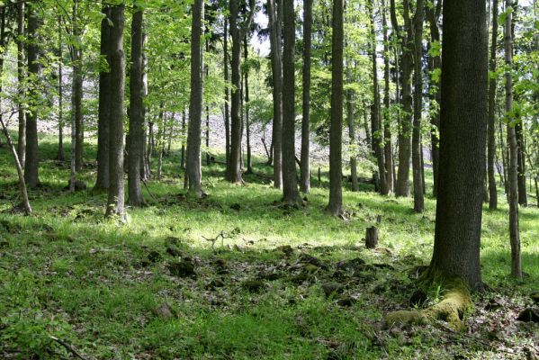 Česká Kamenice, Líska, 12.5.2015
Les na jižním úpatí vrchu Studenec.

Klíčová slova: Česká Kamenice Líska vrch Studenec Agriotes acuminatus Athous haemorrhoidalis subfuscus vittatus Dalopius marginatus