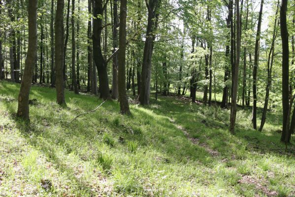 Česká Kamenice, Líska, 12.5.2015
Les na jižním úpatí vrchu Studenec.


Klíčová slova: Česká Kamenice Líska vrch Studenec Agriotes acuminatus Athous haemorrhoidalis subfuscus vittatus Dalopius marginatus