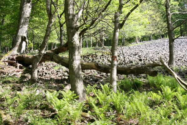 Česká Kamenice, Líska, 12.5.2015
Les na jižním úpatí vrchu Studenec.


Mots-clés: Česká Kamenice Líska vrch Studenec Agriotes acuminatus Athous haemorrhoidalis subfuscus vittatus Dalopius marginatus