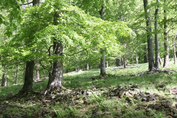 Česká Kamenice, Líska, 12.5.2015
Les na jižním úpatí vrchu Studenec.



Klíčová slova: Česká Kamenice Líska vrch Studenec