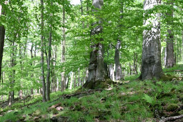 Česká Kamenice, Líska, 12.5.2015
Les na jižním úpatí vrchu Studenec.


Mots-clés: Česká Kamenice Líska vrch Studenec