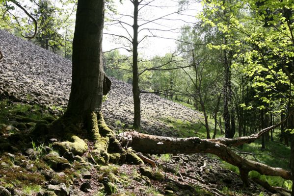 Česká Kamenice, Líska, 12.5.2015
Kamenné moře na jižním úpatí vrchu Studenec.


Klíčová slova: Česká Kamenice Líska vrch Studenec