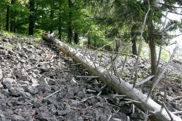 Česká Kamenice, Líska, 12.5.2015
Padlý smrk na okraji kamenného moře na jižním úpatí vrchu Studenec.



Klíčová slova: Česká Kamenice Líska vrch Studenec