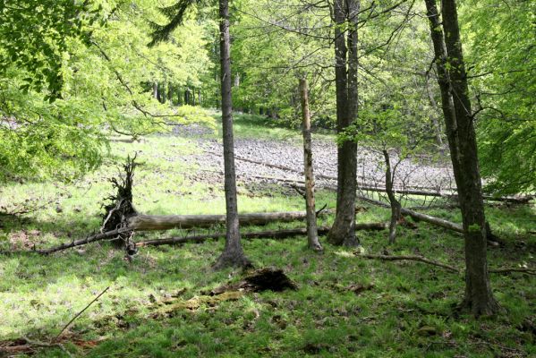 Česká Kamenice, Líska, 12.5.2015
Les na okraji kamenného moře na jižním úpatí vrchu Studenec. 

Klíčová slova: Česká Kamenice Líska vrch Studenec