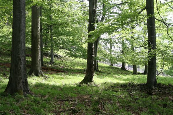 Česká Kamenice, Líska, 12.5.2015
Les na okraji kamenného moře na jižním úpatí vrchu Studenec.

Mots-clés: Česká Kamenice Líska vrch Studenec