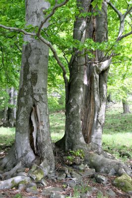 Česká Kamenice, Líska, 12.5.2015
Les na okraji kamenného moře na jižním úpatí vrchu Studenec. Biotop kovaříka Hypoganus inunctus.


Mots-clés: Česká Kamenice Líska vrch Studenec Hypoganus inunctus