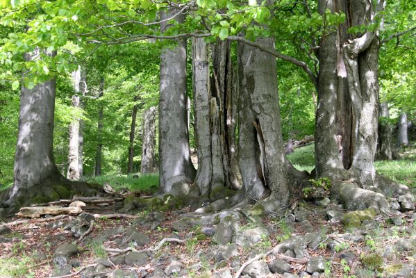 Česká Kamenice, Líska, 12.5.2015
Les na okraji kamenného moře na jižním úpatí vrchu Studenec. Biotop kovaříka Hypoganus inunctus.


Mots-clés: Česká Kamenice Líska vrch Studenec Hypoganus inunctus