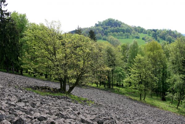 Česká Kamenice, Líska, 12.5.2015
Kamenné moře na jižním úpatí vrchu Studenec.


Schlüsselwörter: Česká Kamenice Líska vrch Studenec Idolus picipennis