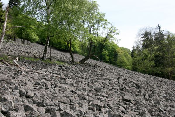 Česká Kamenice, Líska, 12.5.2015
Kamenné moře na jižním úpatí vrchu Studenec

Klíčová slova: Česká Kamenice Líska vrch Studenec Idolus picipennis