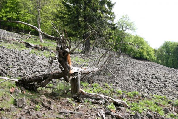 Česká Kamenice, Líska, 12.5.2015
Kamenné moře na jižním úpatí vrchu Studenec.


Klíčová slova: Česká Kamenice Líska vrch Studenec Ampedus balteatus Cardiophorus nigerrimus Selatosomus aeneus Prosternon tesstellatum