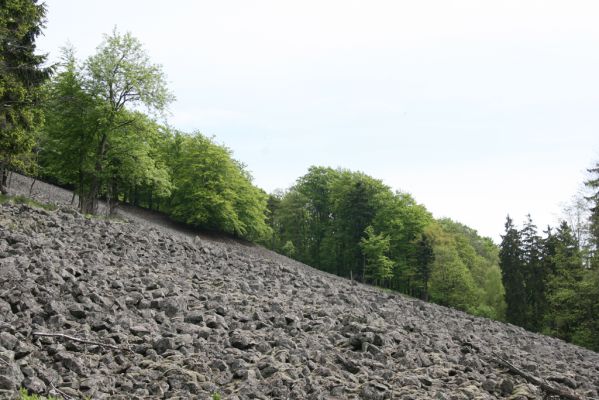 Česká Kamenice, Líska, 12.5.2015
Kamenné moře na jižním úpatí vrchu Studenec.
Klíčová slova: Česká Kamenice Líska vrch Studenec Ampedus balteatus pomorum nigrinus Idolus picipennis Cardiophorus nigerrimus Selatosomus aeneus Prosternon tesstellatum Agriotes pilosellus