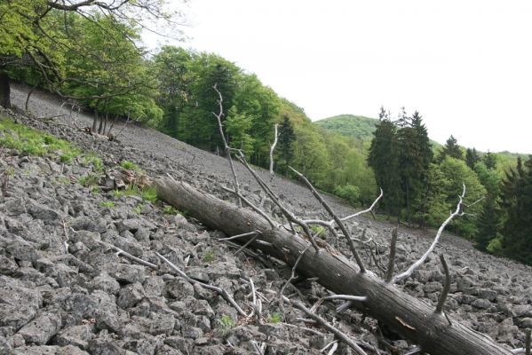 Česká Kamenice, Líska, 12.5.2015
Trouchnivý kmen padlého smrku na kamenném moři na jižním svahu vrchu Studenec - biotop kovaříka Ampedus praeustus.



Klíčová slova: Česká Kamenice Líska vrch Studenec Ampedus praeustus