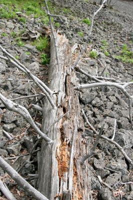 Česká Kamenice, Líska, 12.5.2015
Trouchnivý kmen padlého smrku na kamenném moři na jižním svahu vrchu Studenec - biotop kovaříka Ampedus praeustus.



Klíčová slova: Česká Kamenice Líska vrch Studenec Ampedus praeustus