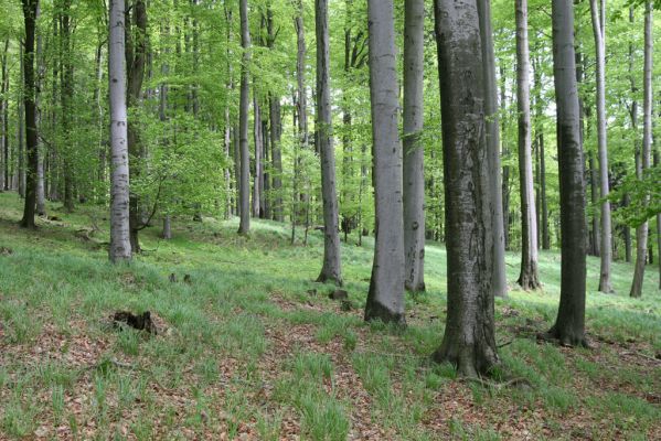 Česká Kamenice, Líska, 12.5.2015
Kamenné moře na jižním svahu vrchu Studenec.



Klíčová slova: Česká Kamenice Líska vrch Studenec Athous subfuscus