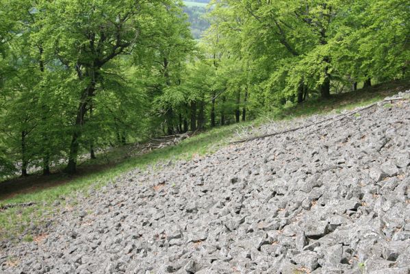 Česká Kamenice, Líska, 12.5.2015
Kamenné moře na jižním svahu vrchu Studenec.


Klíčová slova: Česká Kamenice Líska vrch Studenec