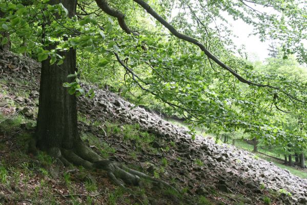 Česká Kamenice, Líska, 12.5.2015
Kamenné moře na jižním svahu vrchu Studenec.



Klíčová slova: Česká Kamenice Líska vrch Studenec
