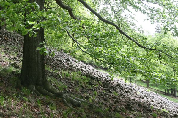 Česká Kamenice, Líska, 12.5.2015
Kamenné moře na jižním svahu vrchu Studenec.



Keywords: Česká Kamenice Líska vrch Studenec