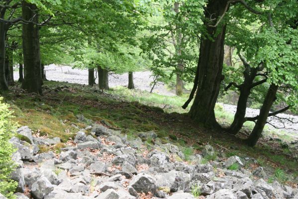 Česká Kamenice, Líska, 12.5.2015
Kamenné moře na jižním svahu vrchu Studenec.


Keywords: Česká Kamenice Líska vrch Studenec