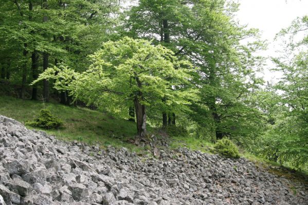 Česká Kamenice, Líska, 12.5.2015
Kamenné moře na jižním svahu vrchu Studenec.


Klíčová slova: Česká Kamenice Líska vrch Studenec Idolus picipennis