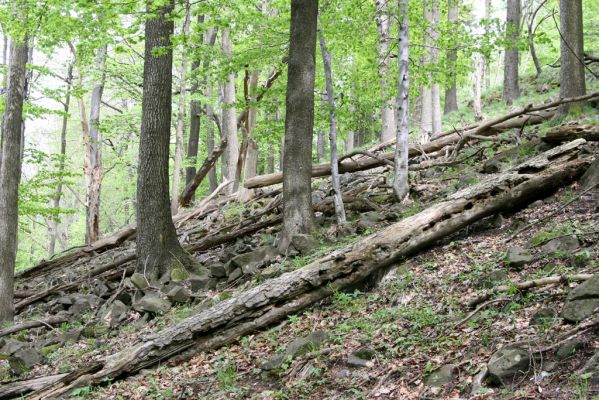 Česká Kamenice, Líska, 12.5.2015
Les na jižním svahu vrchu Studenec.


Schlüsselwörter: Česká Kamenice Líska vrch Studenec