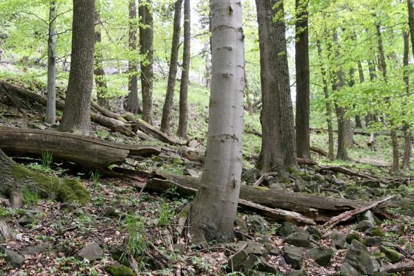 Česká Kamenice, Líska, 12.5.2015
Les na jižním svahu vrchu Studenec.



Schlüsselwörter: Česká Kamenice Líska vrch Studenec