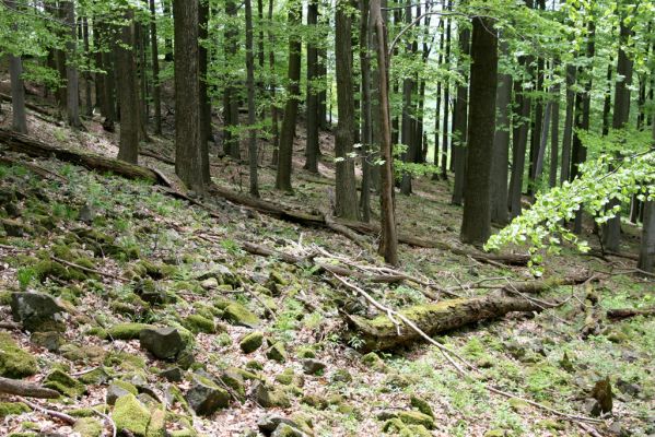 Česká Kamenice, Líska, 12.5.2015
Les na jižním svahu vrchu Studenec.



Klíčová slova: Česká Kamenice Líska vrch Studenec