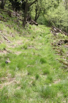 Česká Kamenice, Líska, 12.5.2015
Stará cesta na jižním svahu pod vrcholem Studence. Biotop kovaříků Ctenicera cuprea.

Klíčová slova: Česká Kamenice Líska vrch Studenec Ctenicera cuprea Pheletes aeneoniger Sericus brunneus