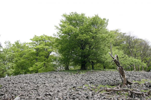 Česká Kamenice, Líska, 12.5.2015
Kamenné moře na jižním svahu vrchu Studenec.



Klíčová slova: Česká Kamenice Líska vrch Studenec