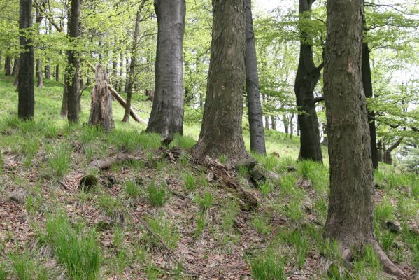 Česká Kamenice, Líska, 12.5.2015
Les na jižním svahu vrchu Studenec.


Schlüsselwörter: Česká Kamenice Líska vrch Studenec