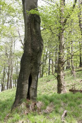Česká Kamenice, Líska, 12.5.2015
Les na jižním svahu vrchu Studenec.


Klíčová slova: Česká Kamenice Líska vrch Studenec