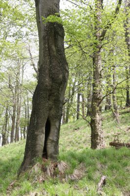 Česká Kamenice, Líska, 12.5.2015
Les na jižním svahu vrchu Studenec.


Keywords: Česká Kamenice Líska vrch Studenec