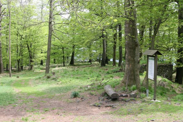 Česká Kamenice, Líska, 12.5.2015
Les na vrchu vrchu Studence.



Keywords: Česká Kamenice Líska vrch Studenec Ampedus nigroflavus