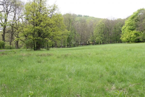 Česká Kamenice, Líska, 12.5.2015
Louka mezi vrchem Javorek a Zlatým vrchem. Biotop kovaříků Aplotarsus incanus.
Mots-clés: Česká Kamenice Líska Aplotarsus incanus