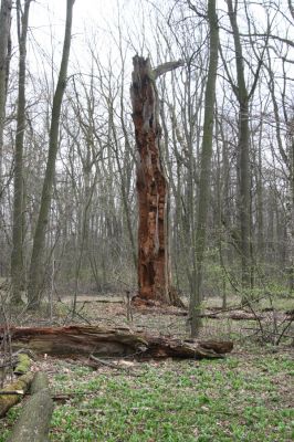 Studénka, 25.3.2017
Nová Horka, lužní les Kotvice. Padlý dub - biotop kovaříka Ampedus brunnicornis.
Keywords: Studénka Nová Horka Kotvice lužní les Ampedus brunnicornis